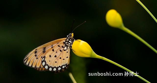 苧麻的功效與作用-苧麻根-苧麻葉子-水苧麻-苧麻根6
