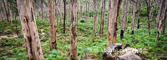 硼酸的功效與作用-硼酸粉-硼酸溶液-硼酸水-硼酸皂