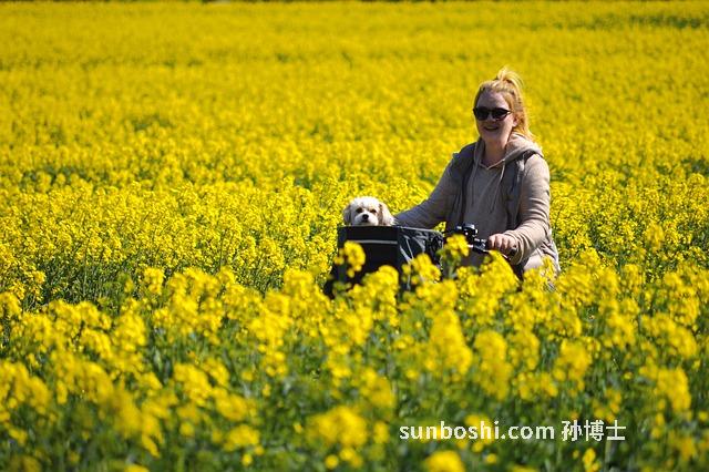 狗油的功效與作用-吃狗油的功效與作用-海狗油膠囊功效與作用視頻
