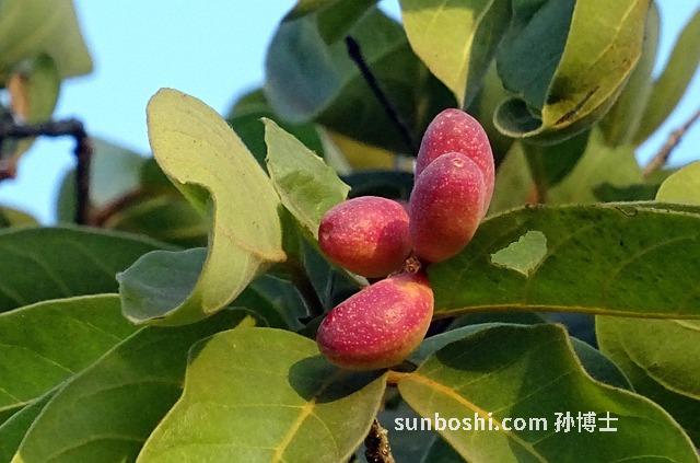 訶子功效與作用-訶子肉-毛訶子-煨訶子