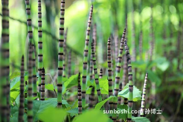 木賊功效與作用-木賊草-中藥木賊-木賊香附