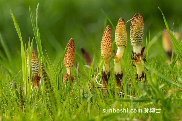 貓尾木的功效與作用