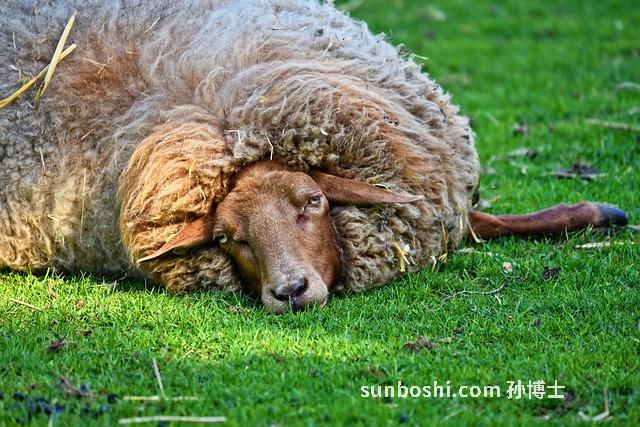 羊蹄的功效與作用-羊蹄根-羊蹄草-羊蹄子-羊蹄葉