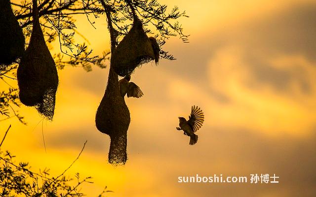羊油的功效與作用痘疤