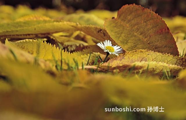 菊葉的功效與作用-甜葉菊葉-甜菊葉-甜菊葉茶-菊葉三七