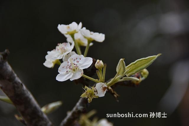 梨花的功效與作用-棠梨花-木梨花-木梨花茶-刺梨花
