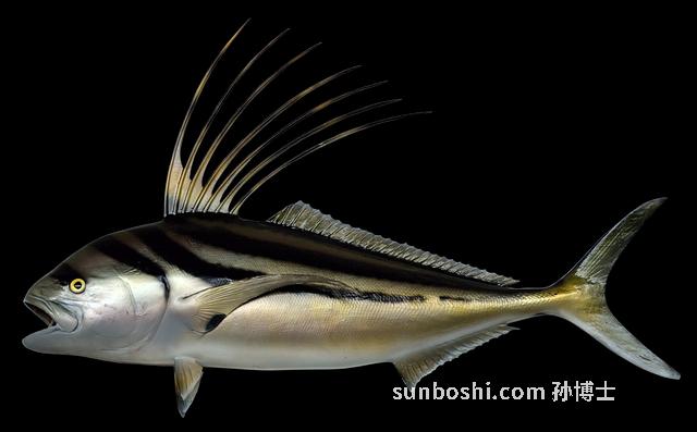 深海魚的功效與作用-深海魚肝油-美國深海魚油-安利深海魚油-深海魚油丸