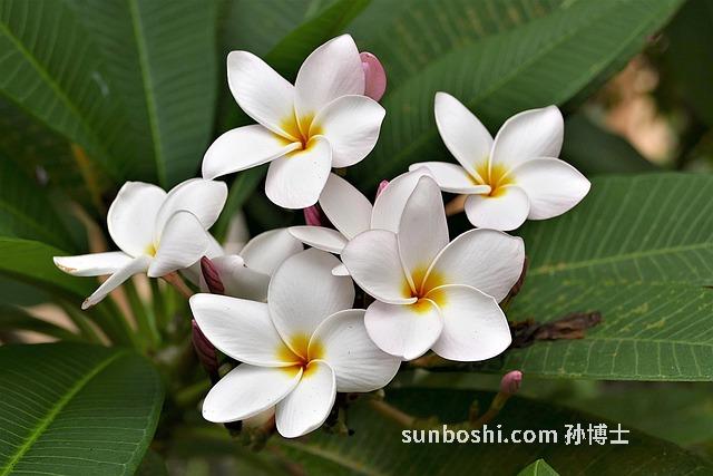 夢(mèng)見(jiàn)黃雞蛋-夢(mèng)見(jiàn)雙黃雞蛋-夢(mèng)見(jiàn)吃雙黃雞蛋