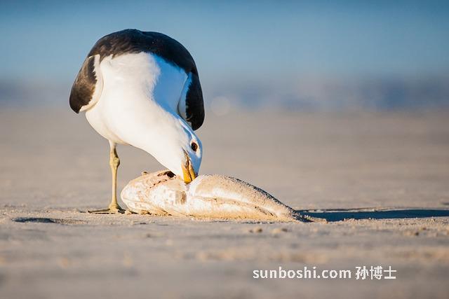 夢見救了一條魚