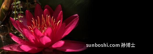 黃蓮清胃丸的功效與作用