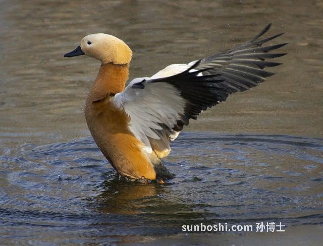 紅豆水的功效與作用點