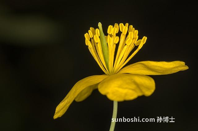 大白杏的功效與作用-新疆大白杏干的功效與作用