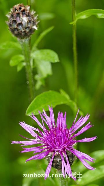 光山藥的功效與作用