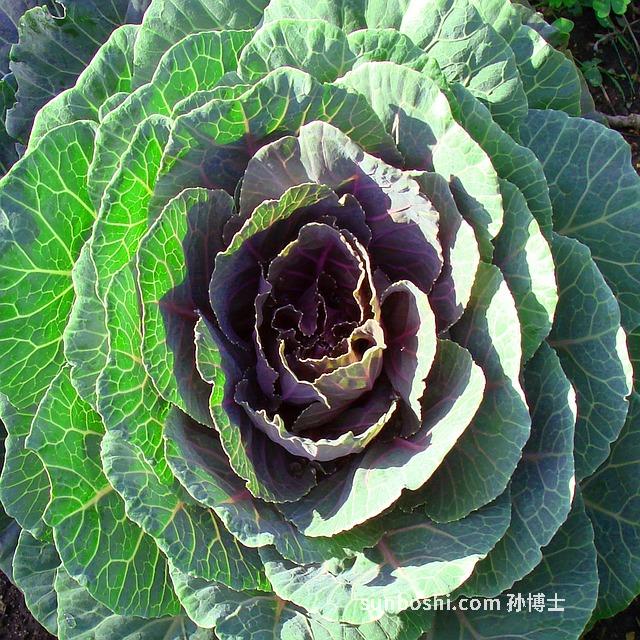 芥蘭的功效與作用及禁忌-紅芥蘭的功效與作用-芥蘭頭的功效與作用