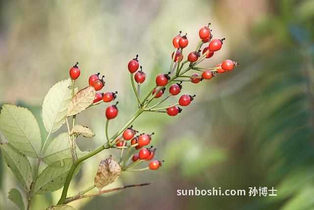 玫瑰果茶的功效與作用
