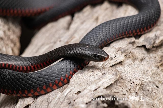 大腹子皮的功效與作用