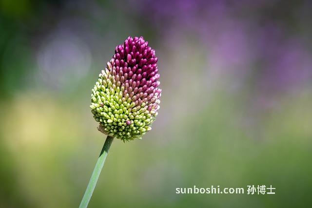 韭菜頭的功效與作用-韭菜頭燉肥腸功效與作用-韭菜頭炒蛋的功效與作用