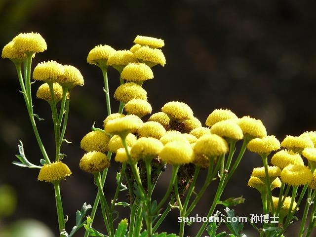 齊艾葉的功效與作用