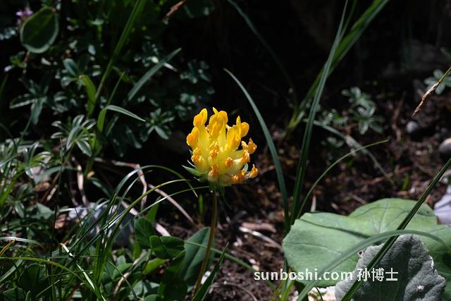 毛細辛的功效與作用