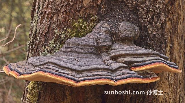 桑黃菌的功效與作用吃法