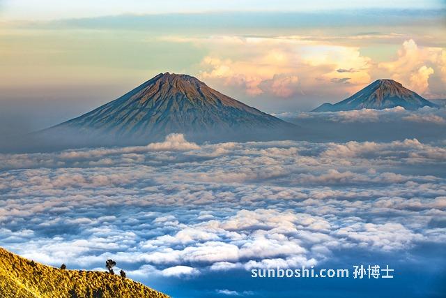 長辛茶的功效與作用