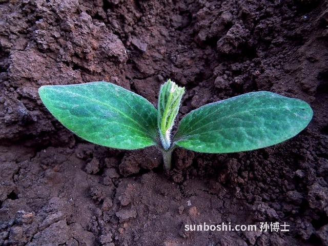 夢見綠苗-夢見栽綠苗-夢見拔綠苗