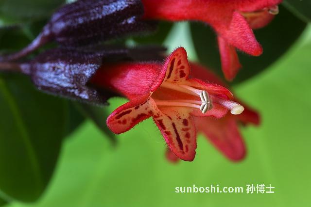 夢(mèng)見親嘴-夢(mèng)見和別人親嘴-夢(mèng)見被別人親嘴