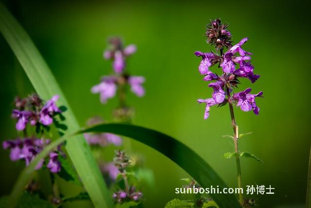 蘇麻籽油的功效與作用
