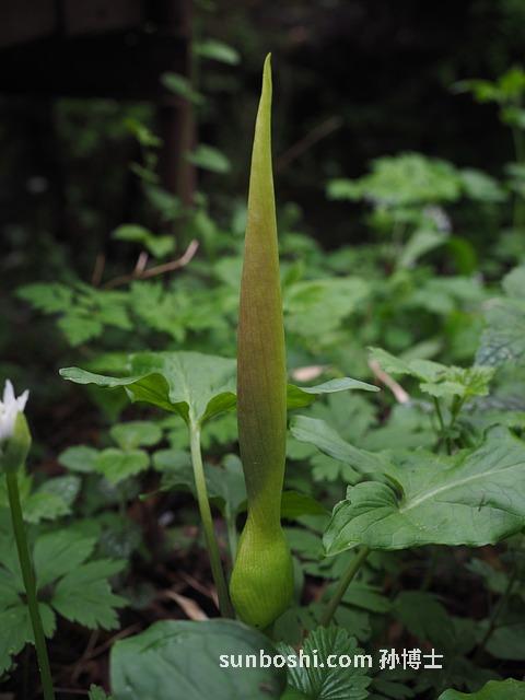 金櫻果酒的功效與作用