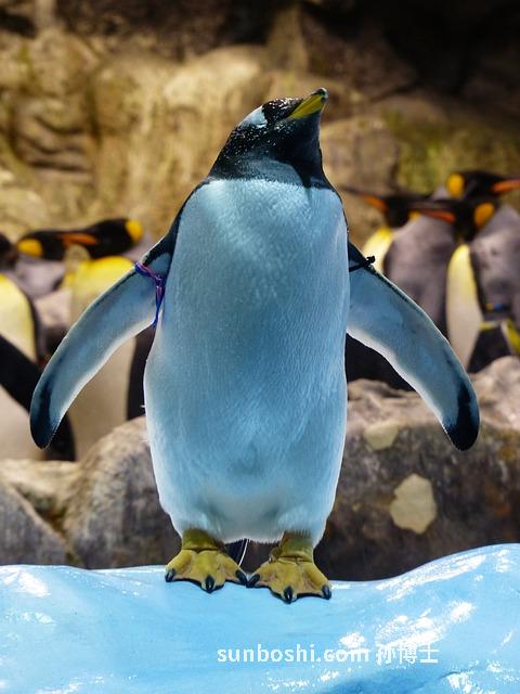 長扁豆的功效與作用