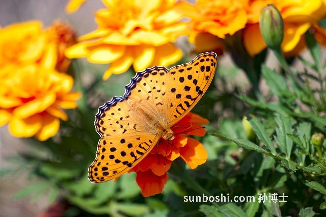 玉蝴蝶的功效與作用及禁忌-玉蝴蝶的功效與作用及食用方法-玉蝴蝶泡水喝的功效與作用