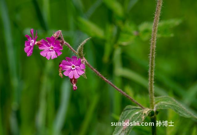 野生石竹的功效與作用
