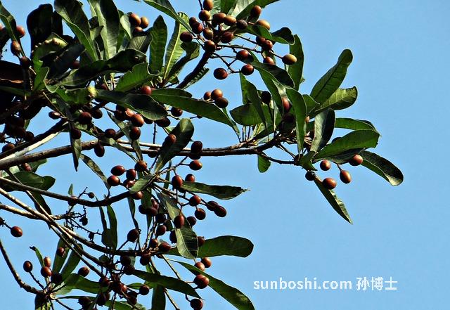 西米藥的功效與作用