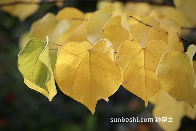 黃風的功效與作用-中藥黃風的功效與作用-黃風的功效與作用圖