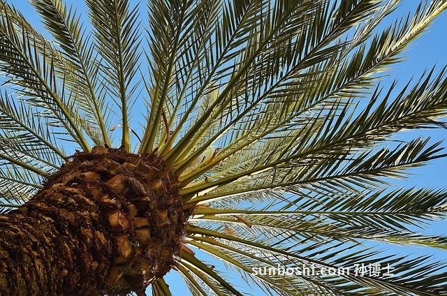 檳榔根的功效與作用