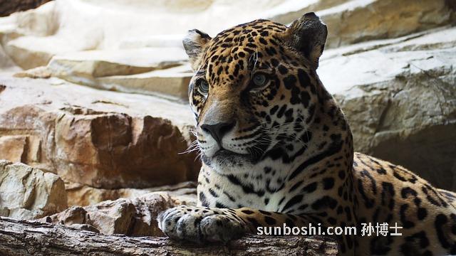 夢見貓生了-夢見貓生仔-孕婦夢見貓生男生女