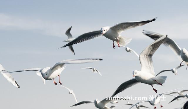 夢見飛天-夢見飛天上-夢見魚飛天
