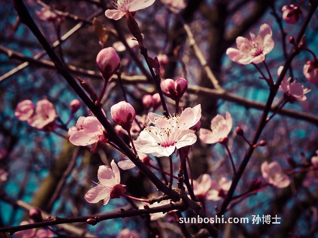 夢見杏花-夢見杏花開-孕婦夢見杏花