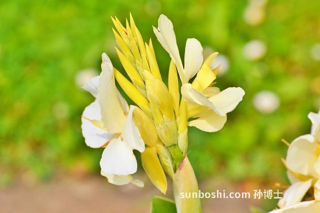 葛根淀粉的作用與功效