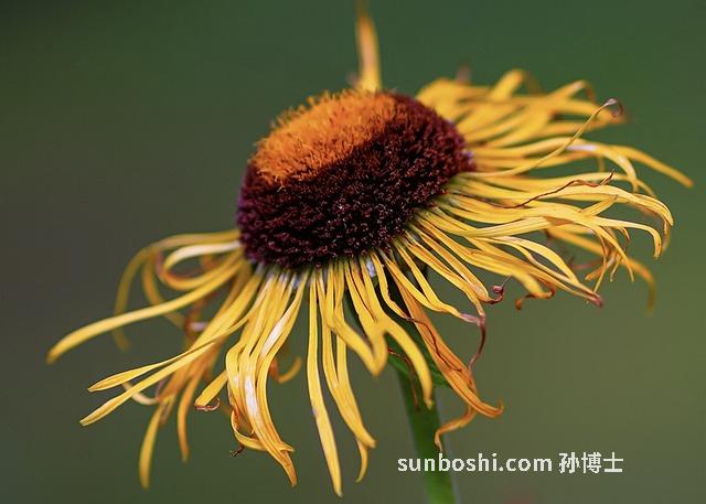 復花的功效與作用-璇復花的功效與作用-旋復花湯的功效與作用