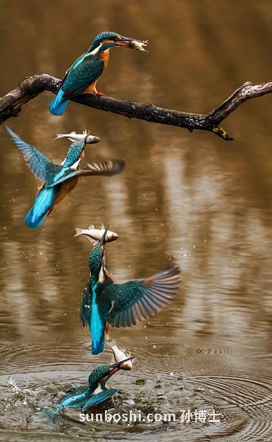 夢見抓住魚-夢見抓住魚又放生了