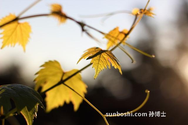 夢見很多葡萄-夢見摘很多葡萄-女人夢見很多葡萄