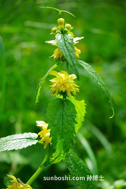 普通山藥的功效與作用