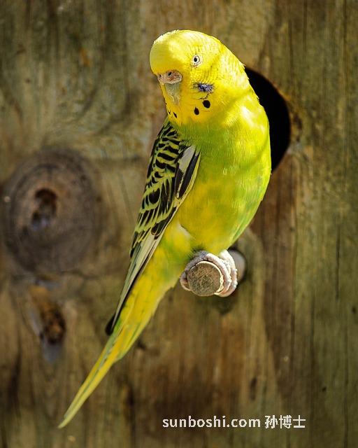 夢見小黃蛇-夢見被小黃蛇咬-孕婦夢見小黃蛇