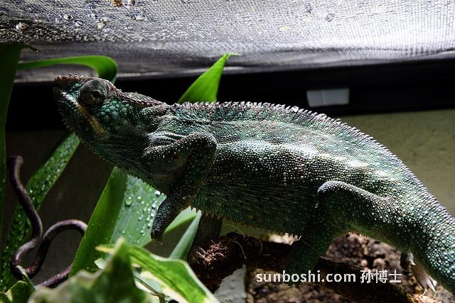 夢見龍身-夢見騎龍身上