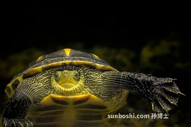 金絲硨磲的功效與作用