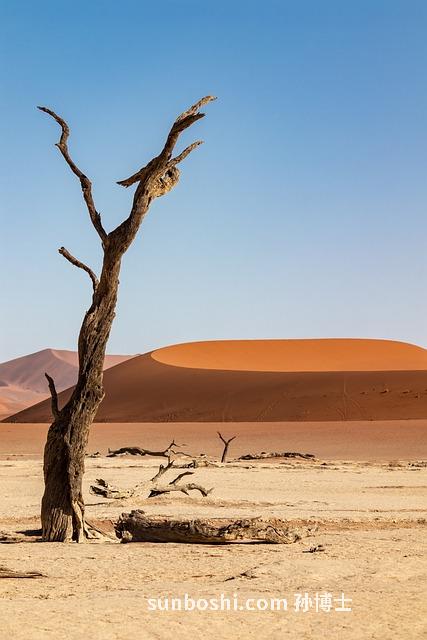 夢見石龍-夢見石龍子-夢見玉石龍