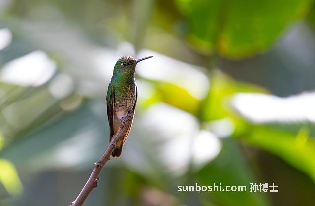 黃苦洗液的功效與作用