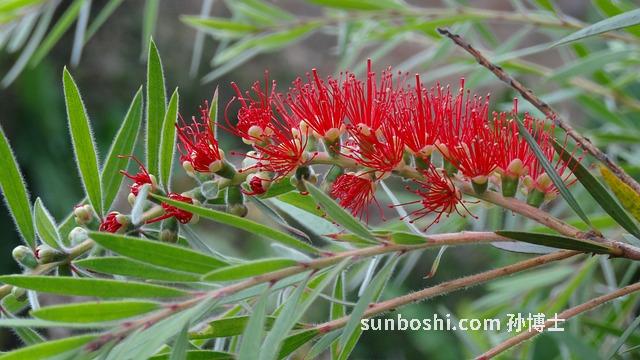 眾生片的功效與作用-眾生片的功效與作用怎么吃