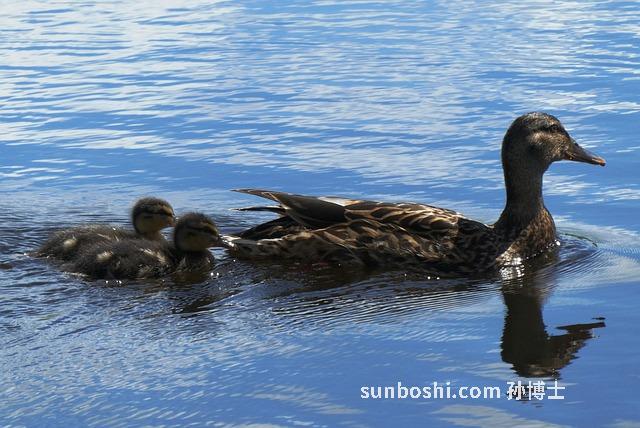 夢見鴨子和-夢見好多鴨子和鴨蛋-夢見鴨子和雞